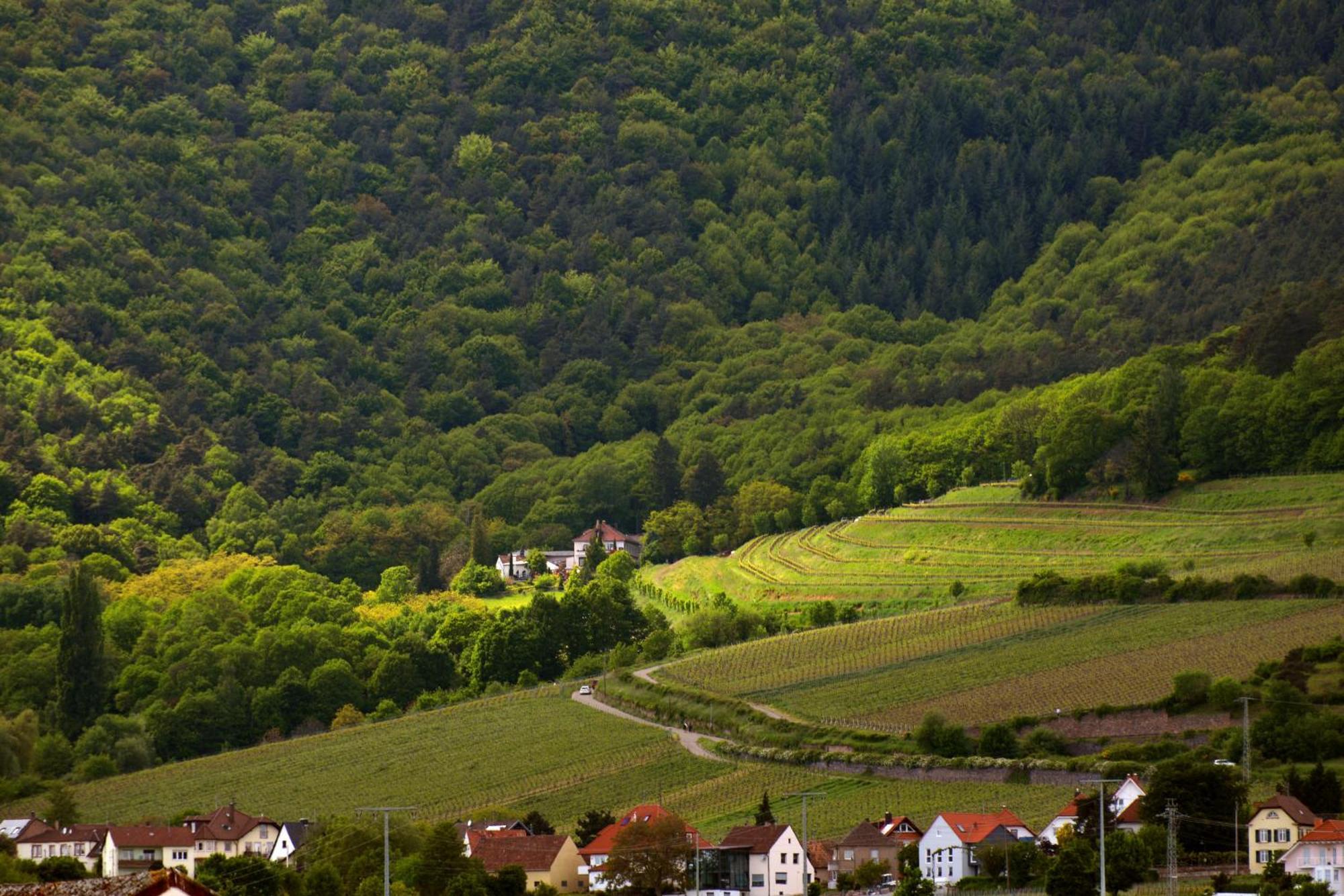 Sankt Annagut Hotel Burrweiler Luaran gambar